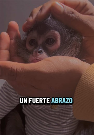 Jorgito el mono araña baby. 🩵🐵 #cute #monkey #spidermonkey #chango #veterinario