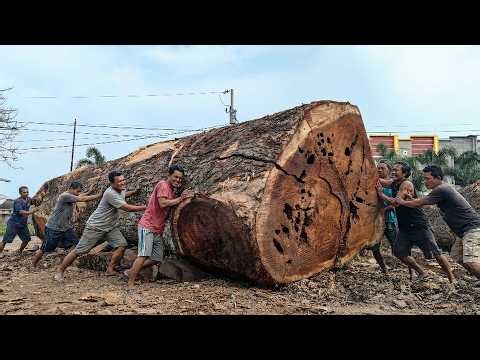 Large Logs, Bigger Profits with Oldest Wood Grain, 4 Meter Tall Rain Trees at the Sawmill