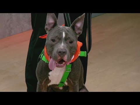 Tail Wagging Tuesday: Meet BamBam from the ASPCA