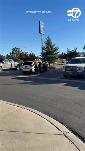 An elderly couple seemed unperturbed when a deer approached them in a parking lot in Ely, Nevada – an area that serves as a hub for hunters. In the clip, the man can be heard telling the buck to “be good.”