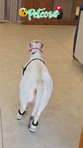 "Meet the world’s most unique miniature cattle." #viral #shortsviral #youtube #reels #yt #pets