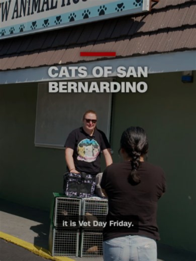 CNN Hero Jaina Spagis gives an inside look at her nonprofit rescue providing a lifeline for street cats in her Southern California community.