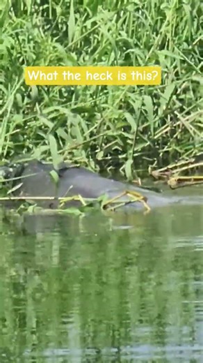 Extreme Wildlife of Florida Swamps..What a Creature.. #viral #wildlife
