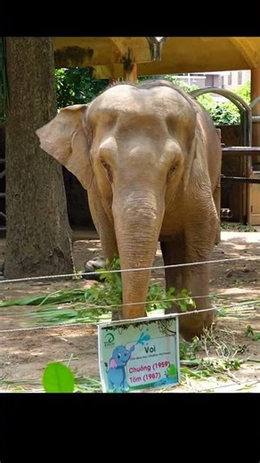 #flaminggo The peacock cries, the elephant cries, the crimson crane cries, the crowned grey crane