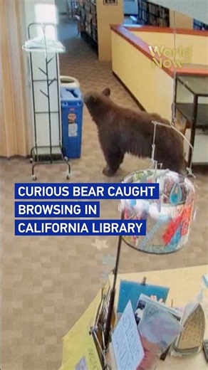 Curious bear caught browsing in California library