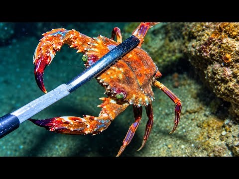 🦀 Amazing Sea Creature Encounters Beneath the Waves! #Wildlife #Nature #DeepSea