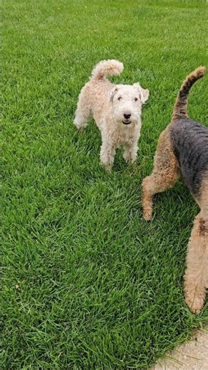 Fetch with my dogs #dogs dogshorts #backyard