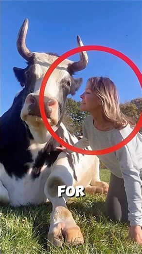 This Smart Cow Knows How to Love 🐄 💗 #cow