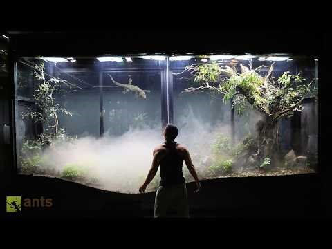 A Massive Tokay Gecko Broke into My Giant Vivarium