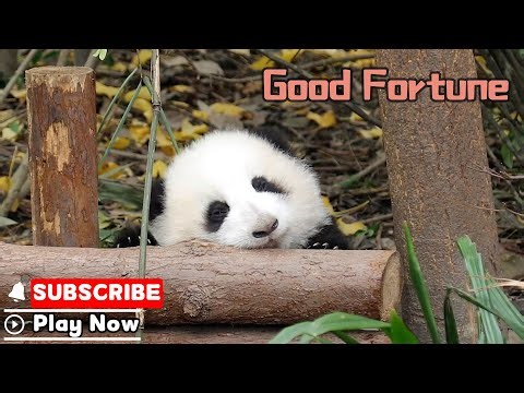 May Your New Year Be Blooming With Good Luck! | iPanda