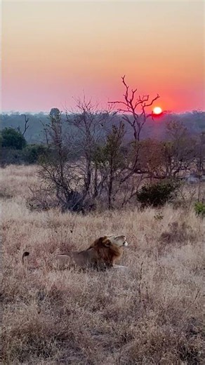Male Lion Calls at Sunrise!