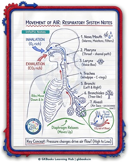 The movement of air through the respiratory system is a continuous process that enables gas exchange—supplying oxygen (O₂) to the body and removing carbon dioxide (CO₂). 🔹 Nose/Nasal Cavity – Air enters through the nostrils, where it is filtered by hairs, warmed, and moistened. 🔹 Pharynx – Common passage for air leading to the larynx. 🔹 Larynx (Voice Box) – Allows air passage and produces sound. 🔹 Trachea (Windpipe) – A cartilage-supported tube that carries air to the lungs. 🔹 Bronchi – Two