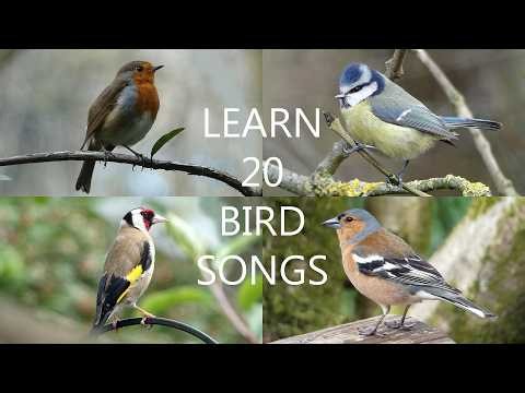 20 Common Bird Songs for Beginners - Learn to Identify Birds by Ear