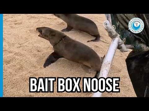 Global Shipping Is Choking Our Seals