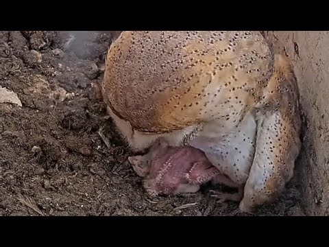 🦉🤍 Barn Owl Mother Gently Broods Her Young Nestlings