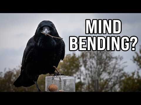 The Secret Court of Crows: Nature's Strangest Justice