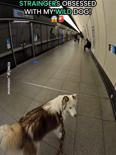 My Dog Viola: Why Everyone’s Obsessed with Her