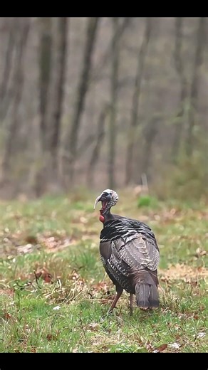 One Chance… No Second Shot Needed #turkeyhunting #gobblerhunting #wildlife