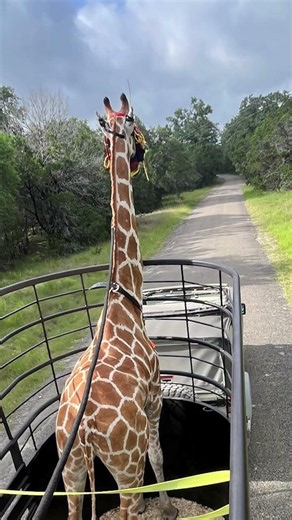 Fredericksburg on bringing Gracie the giraffe back home