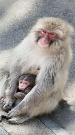 お兄ちゃん気分！？赤ちゃんザルと無邪気に遊ぶパンチくんが可愛すぎる【番外編】 #パンチくん #monkey #市川市動植物園 #ニホンザル #animals #punchthemonkey #