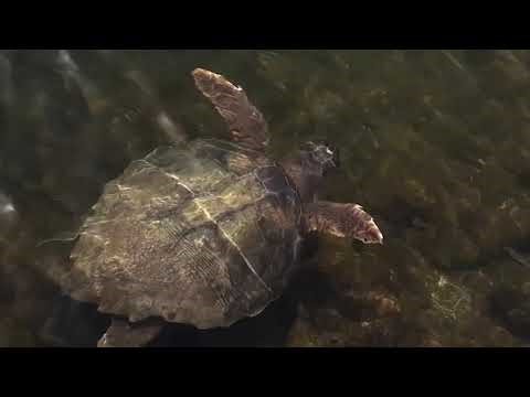 Caretta Caretta turtle swimming near Argostoli Bridge