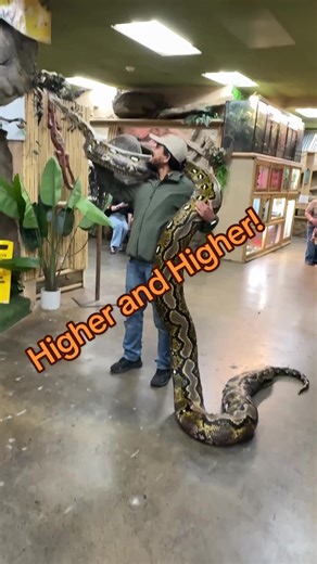 Reticulated Python: Heavy and Strong