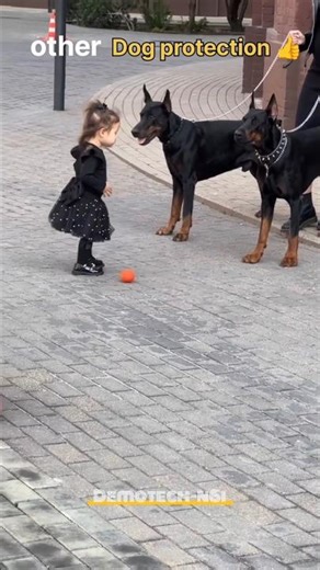 The Ultimate Guardians: Advanced Personal Protection Dogs