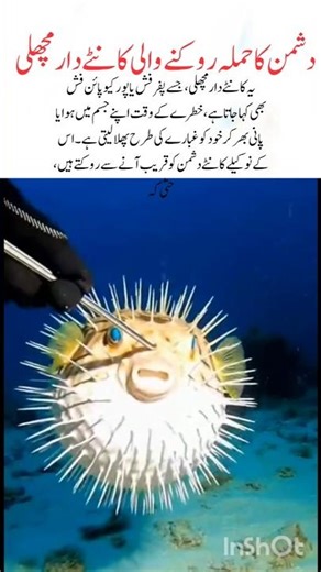 The Spiky Fish That Stops Enemy Attacks#fish#naturefacts#wildlife#nature#shorts