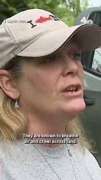 Invasive predator fish from Asia spotted on Long Island | NBC New York