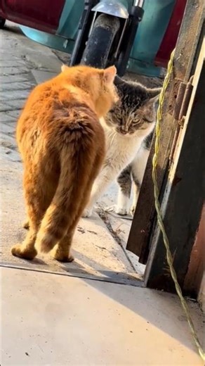 Savage Street Cat Fight 😱⚡ No Mercy Battle Between Two Angry Cats! #cat #shortsfeed #viral #ytshorts