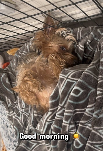 Adorable Yorkie's Lazy Morning Routine