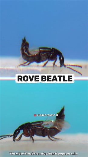 “Meet the Convertible Beetle That Flies! 🪲✈️”