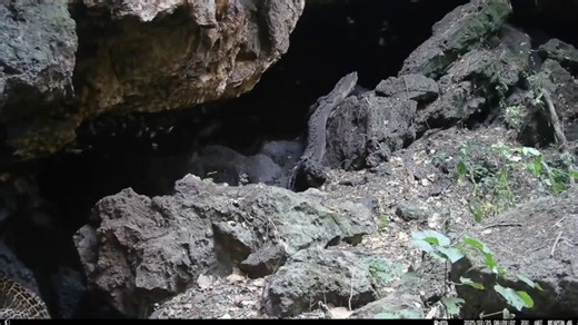 Uganda's Python Cave reveals how a Marburg virus outbreak could begin