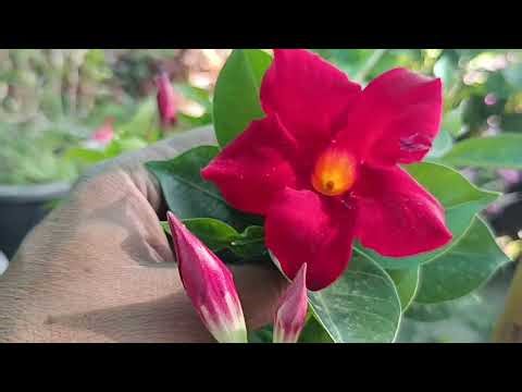 Mandevilla Vine Care Guide | Full Sun, Watering, Fertilizer & Bloom Tips.