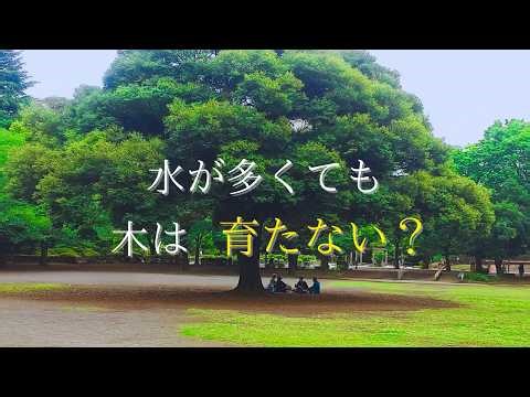 水が多くても木は育たない？根の呼吸と酸素の関係 | 樹木学入門②-4【絵でわかる樹木学】
