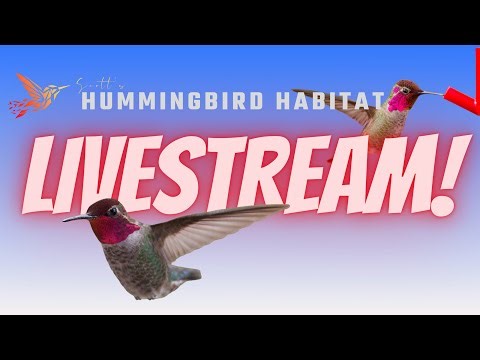 Scott's Hummingbird Feeder Live Feed