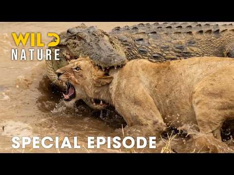 Run or Die (SPECIAL EPISODE) | The World's Deadliest Battles | Animal documentary