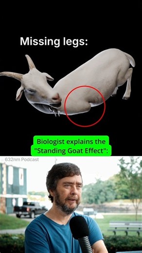 This isn't evolution, it's something else (Slijper's Goat) - Michael Levin #goat #wildlife