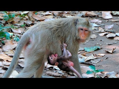 Tiny Baby Monkey Begs for Milk While Mother Monkey Stays Firm Yet Gentle With Her Sweet Little One