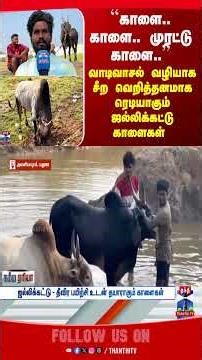 madurai | jallikattu | bulls