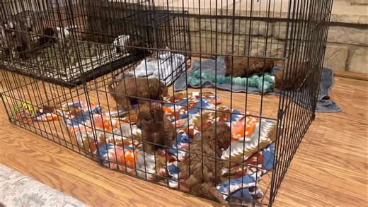 Welcome to my crazy home 🤣 Reserved #cavapoopuppies #cavapoo #cavapoopuppy #cavapoos #reserved | Cavapoo puppies for adoption near me