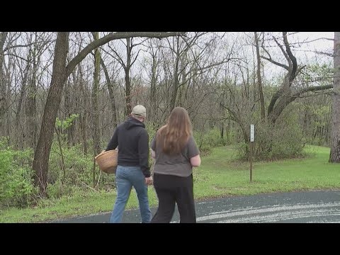 Springtime means morel mushroom season is sprouting in the Quad Cities
