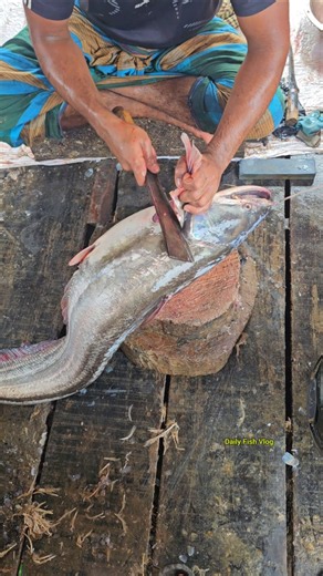 How To Collect Boal Fish Egg || Amazing Wallago Fish Cutting Skills 😱 #shorts
