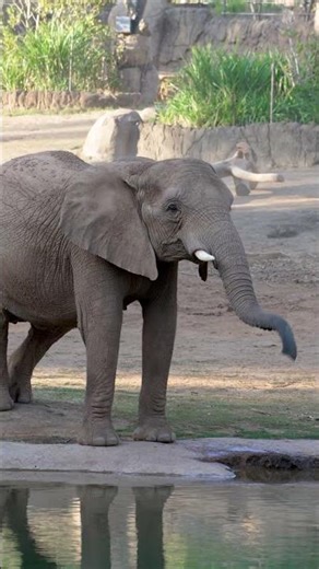 Tune into the new Elephant Valley Live Cam 🎥