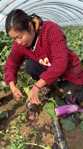 These radishes taste a lot like coconuts | Yummy vegetable farming #vegetables #fruit
