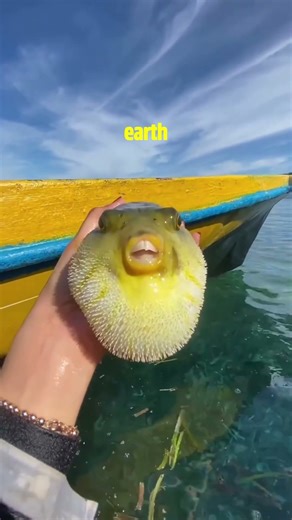 DO NOT TOUCH THIS FISH 😱🐡