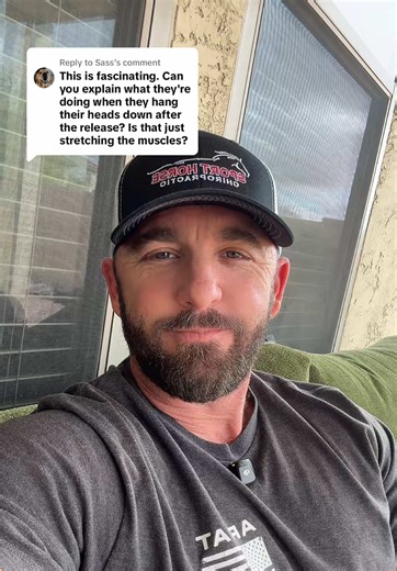 Understanding Horse Body Language Cues for Better Stretching