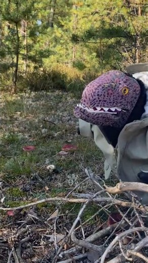 Nobody move. There's a mushroom.