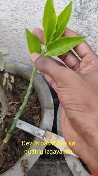 How to grow devil's backbone plant from cutting | cutting propagation hardy plant for summer #garden