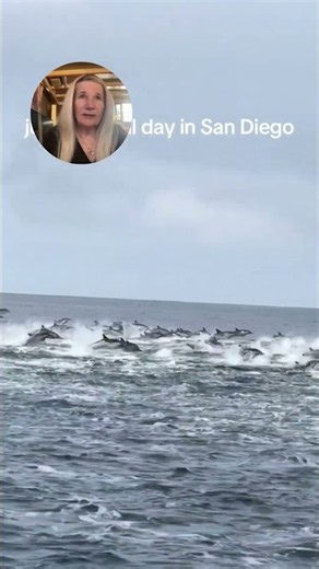 POV: You're in the middle of a massive dolphin stampede #dolphins #nature #travel